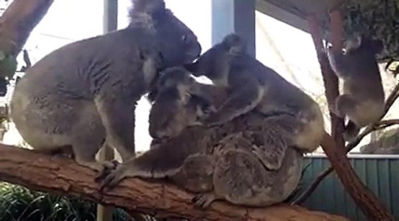 Cette vidéo d'un câlin de koalas déborde de mignonnerie !
