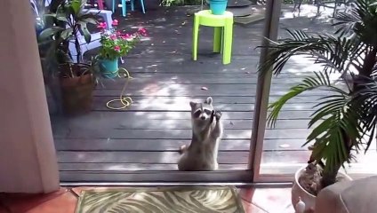 Un raton laveur frappe à la porte avec un caillou pour avoir de la nourriture