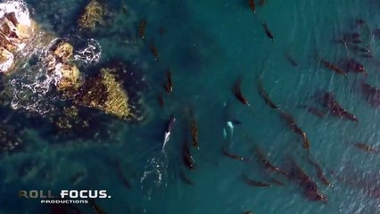 Un orque propulse un phoque à plus de 25 mètres de hauteur