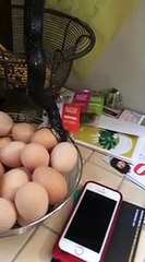 Horreur : ils trouvent un serpent en train de gober un oeuf dans leur cuisine !