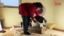 Voici Elvis, 17 kg, le plus gros chat du monde