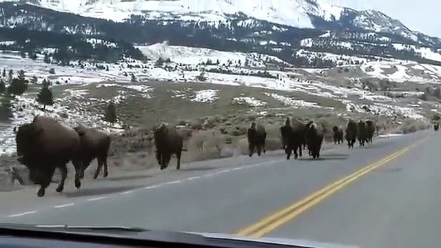 La fuite des bisons à Yellowstone présage-t-elle la pire éruption volcanique au monde ?