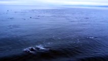 Phénomène rare : un banc de dauphins nage autour d'un ferry