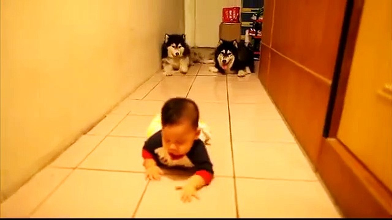 Des huskys imitent un bébé en train de ramper