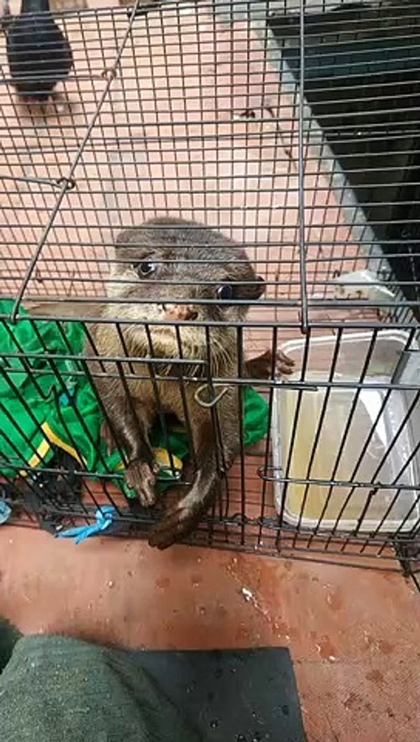 ⁣Baby otter,,,beaver