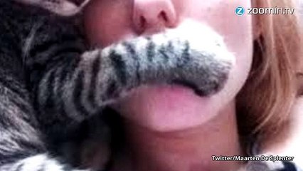 Les chats prennent Twitter en otage #Brusselslockdown