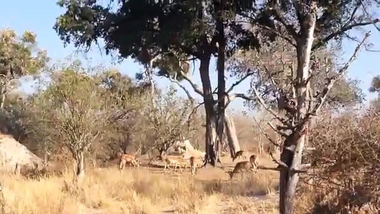 Une incroyable scène de chasse : devinez où s'est tapi le léopard ?