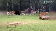 Il était une fois un ours, un lion et un tigre...