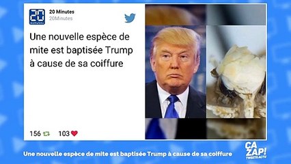 Une mite baptisée Donald Trump... à cause de sa coiffure !