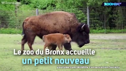 Trop mignons, les bébés bisons !