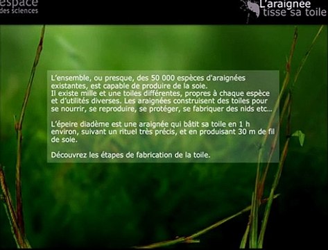 Comment sont faites les toiles d'araignées