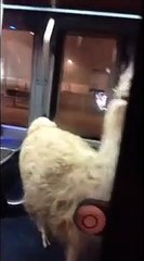 Serge le Lama dans le tramway bordelais