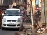 Inde : des milliers de singes envahissent la ville d'Agra