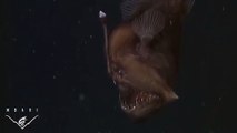 Un effrayant poisson des abysses filmé pour la première fois