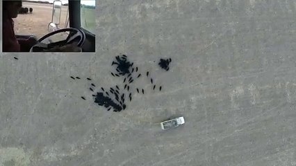 Un fermier dessine un smiley... avec ses vaches !