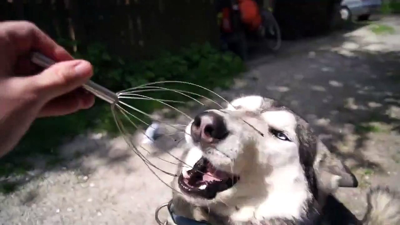 Un husky se fait masser la tête