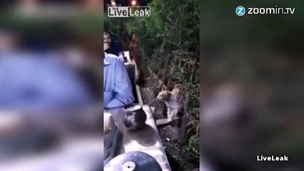 Le chat qui demandait à manger poliment !