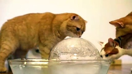 Des chats s’amusent avec une balle de glace