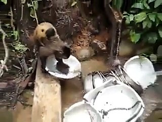Vous n'avez jamais vu un singe faire la vaisselle ? Maintenant c'est fait !