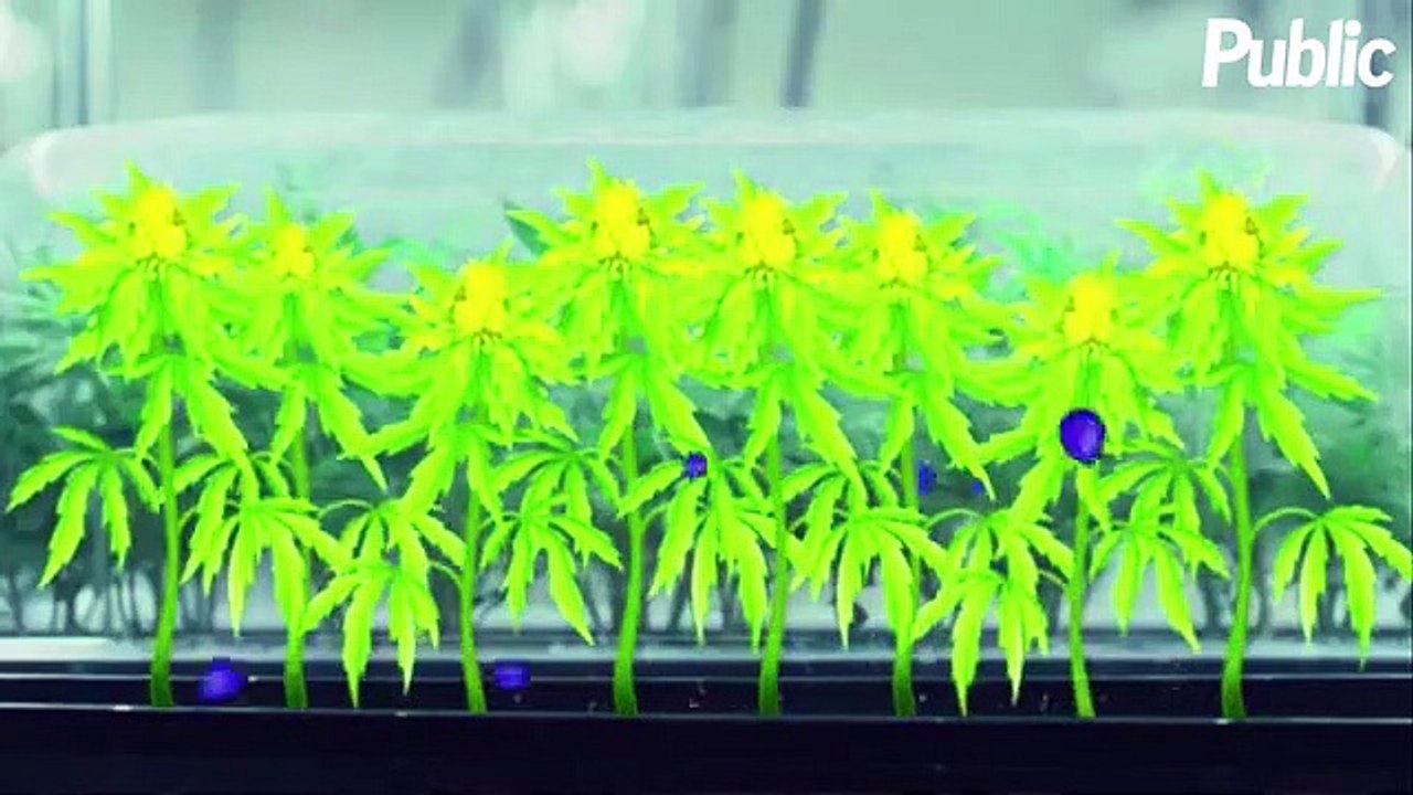 Vidéo : Wiz Khalifa : Son ultime provocation avec le jeu "Wiz Khalifa’s Weed Farm" !