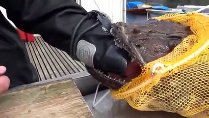 Un pêcheur se fait coincer la main par une lotte