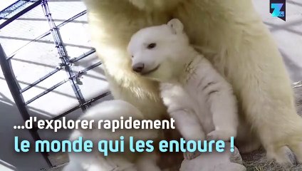 Trois petits nouveaux au zoo de Colombus dans l'Ohio