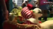 Des chiens déguisés pour une parade de Noël à Lima