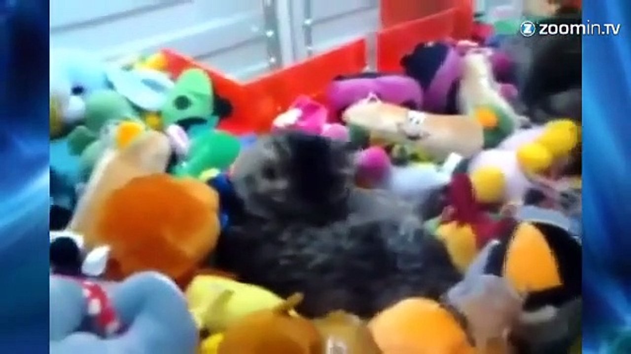 Tentez votre chance, remportez un chat vivant !