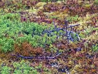 Menacé de disparition, le kakapo de Nouvelle-Zélande reprend des couleurs