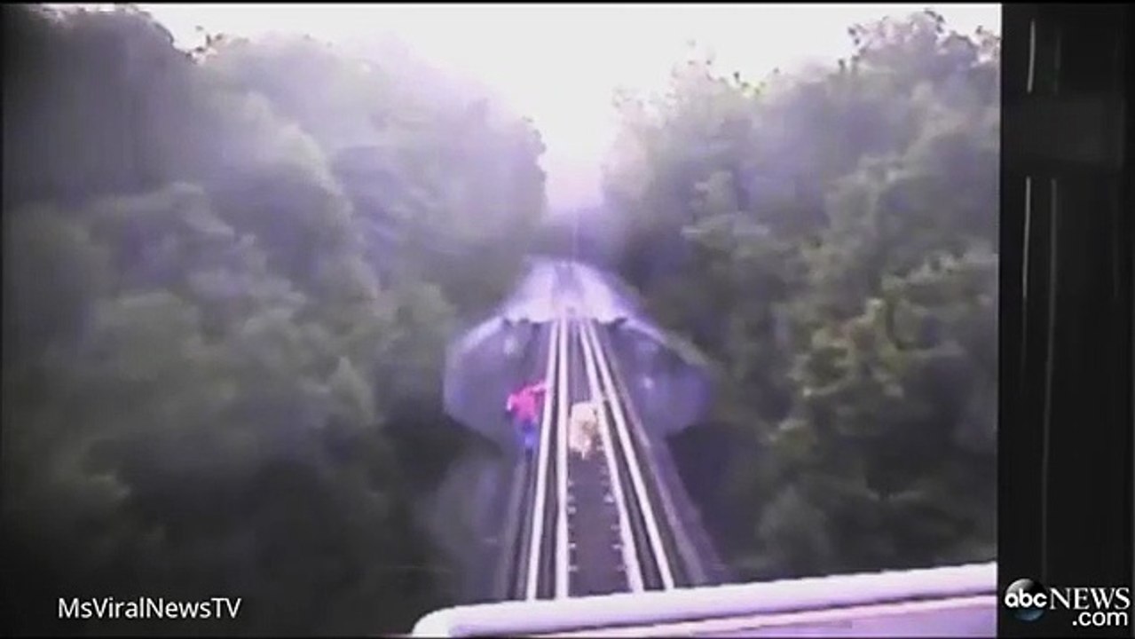 Elles survivent au passage du train en s'allongeant sur les voies !