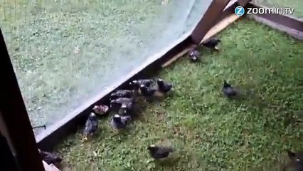 Mariage improbable : pitbull et dinde font ami-ami !