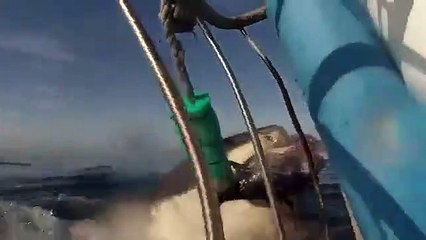 Le spectaculaire envol d'un grand requin blanc