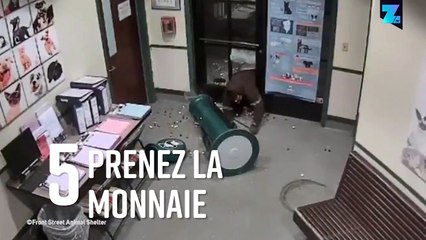 Le voleur le plus stupide du monde