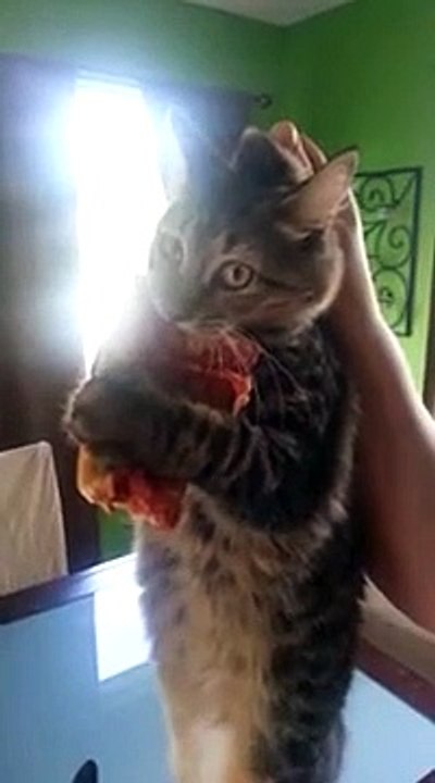 Un chat refuse de rendre une part de pizza