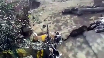 Vidéo choc : Il essaie de faire fuir un léopard avec un bâton... mauvaise idée !