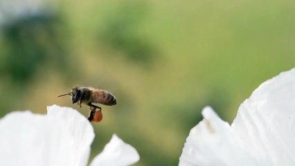 The Cutest Little Pollinator