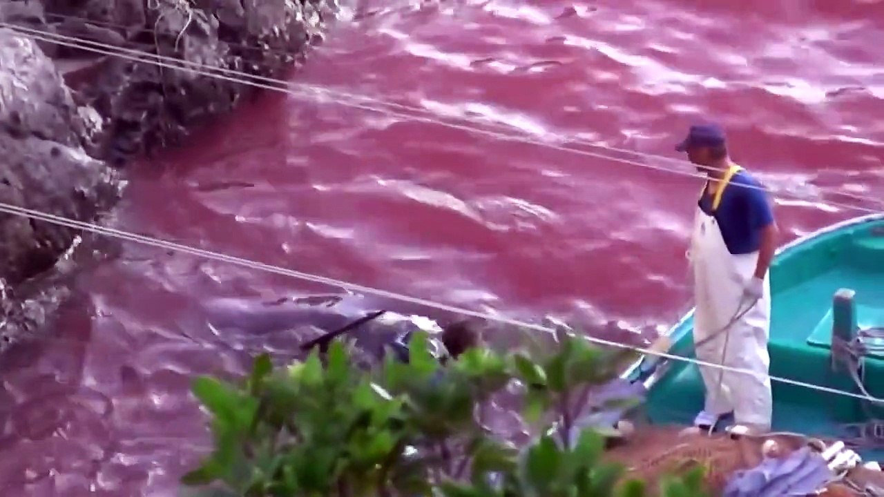 Japon : le massacre annuel de dizaines milliers de dauphins dans la baie de Taiji