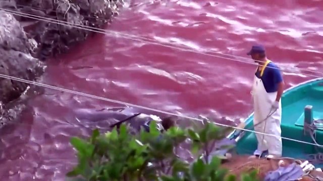 Japon : le massacre annuel de dizaines milliers de dauphins dans la baie de Taiji