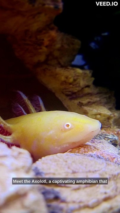 Hot Facts About Axolotl