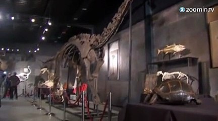 Un dinosaure vendu pour 480 000 euros