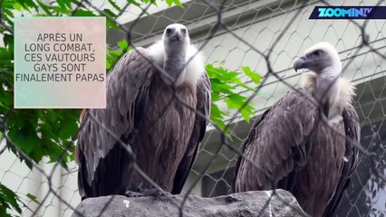 Ces vautours gays viennent d'adopter un petit !