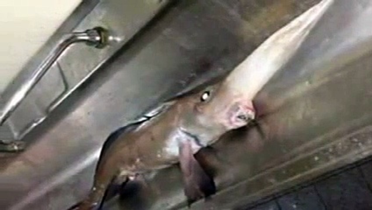 Découvrez la chimère à long nez, cet étrange poisson