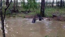 Un kangourou tente de noyer un chien