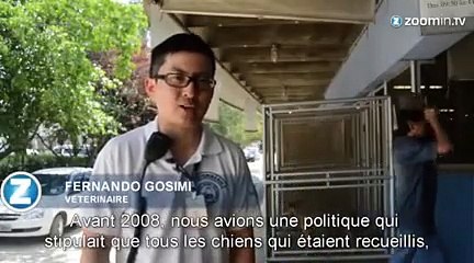 São Paulo: 250 chiens en attente d'une deuxième chance