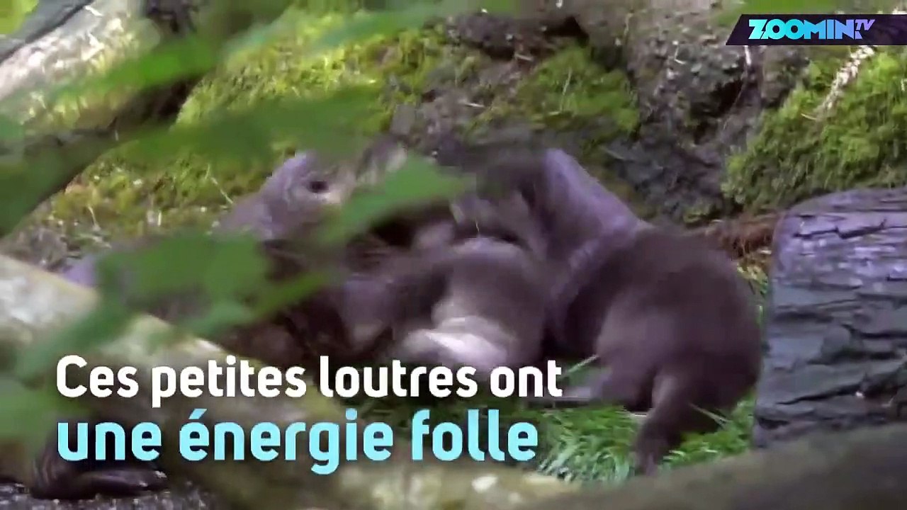 Ces petites loutres s'amusent avec leur maman !