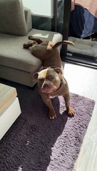 Big Stretch From Beefy American Bully