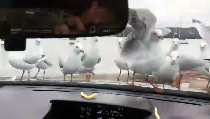 Laisser des frites sur le tableau de bord : mauvaise idée !