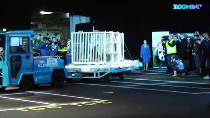 Ils sont noirs et blancs et sont arrivés en Hollande !