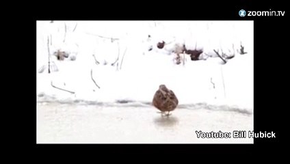 Cette bécasse a le rythme dans la peau !