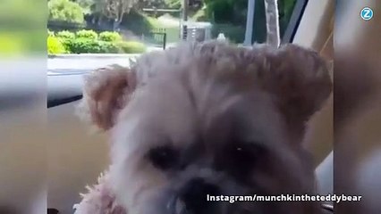 L'instant meugnon : le chien Ewok de Star Wars
